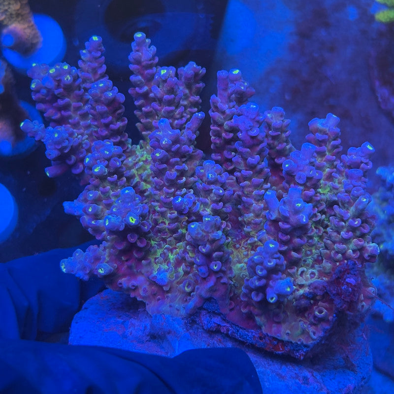 A02-07-M08 SPS Indo Colony WYSIWYG