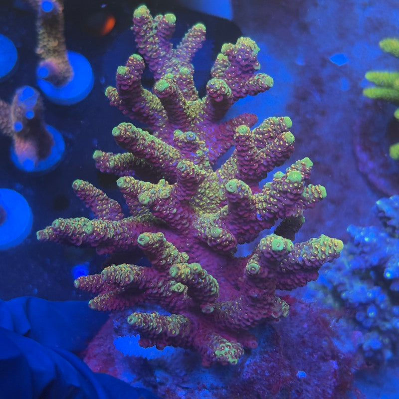A03-06-M08 SPS Indo Colony WYSIWYG