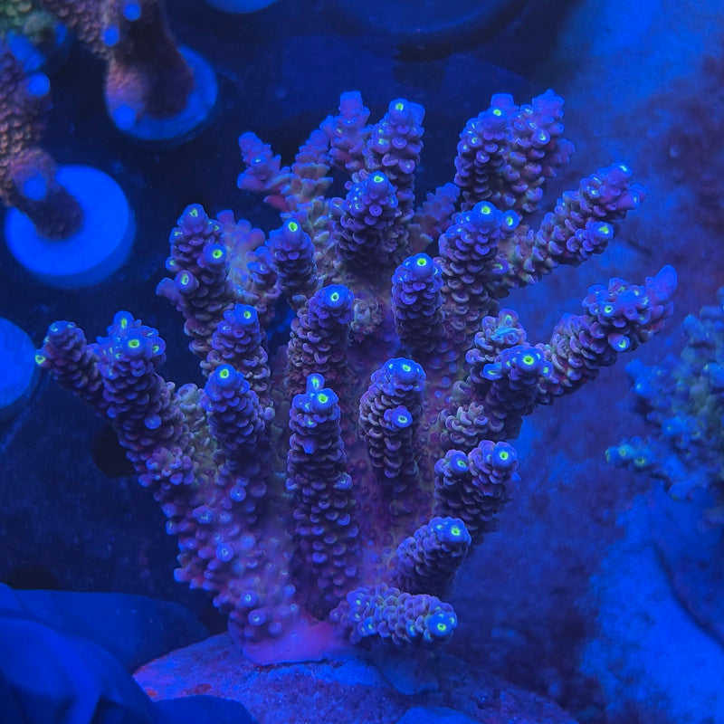 A07-03-M08 SPS Indo Colony WYSIWYG