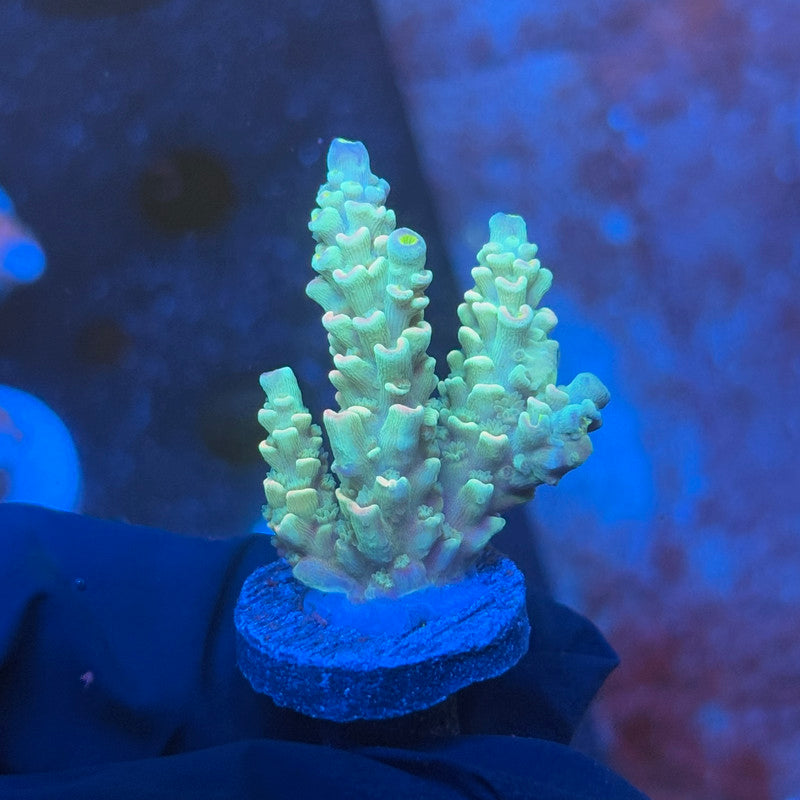 J1-C02-M08 || KFC Galaxy Dust SPS Frag WYSIWYG