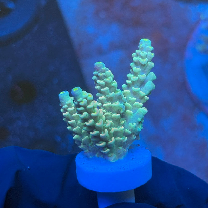 J1-C03-M08 || KFC Galaxy Dust SPS Frag WYSIWYG