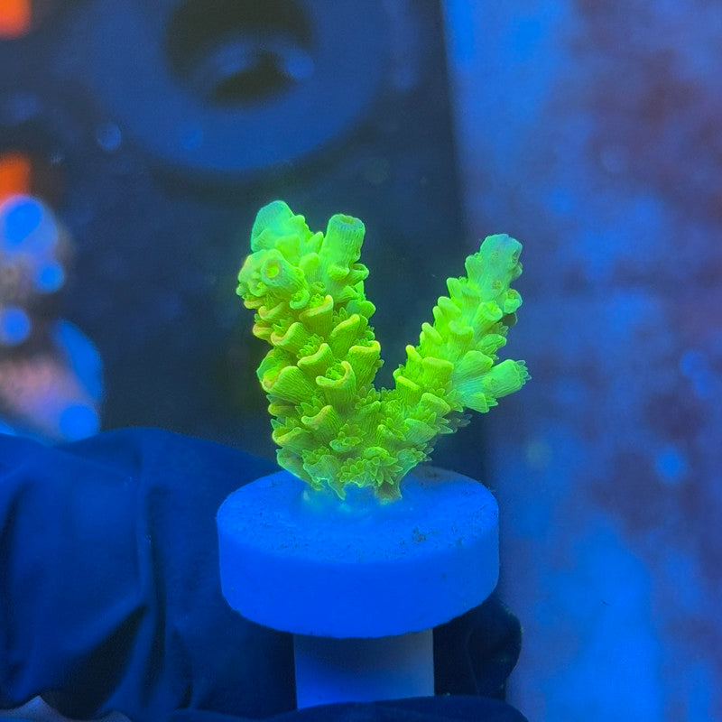 J1-D04-M08 || KFC Plasma Pulse SPS Frag WYSIWYG