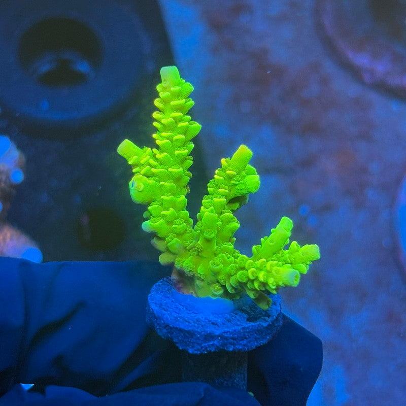 J1-D07-M08 || KFC Plasma Pulse SPS Frag WYSIWYG