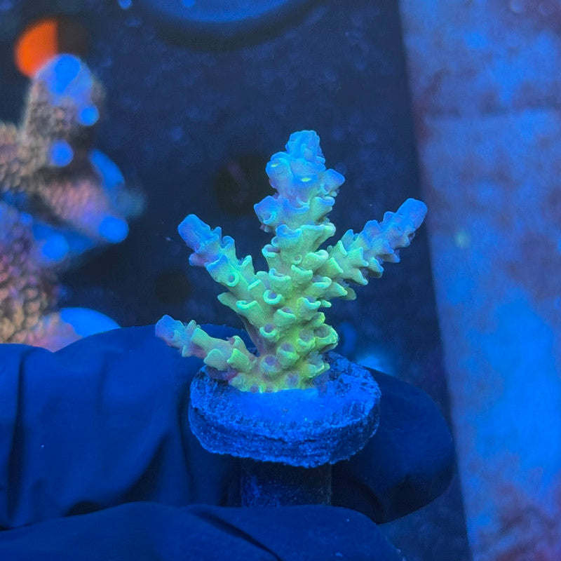 J1-H04-M08 || KFC Galaxy Dust SPS Frag WYSIWYG