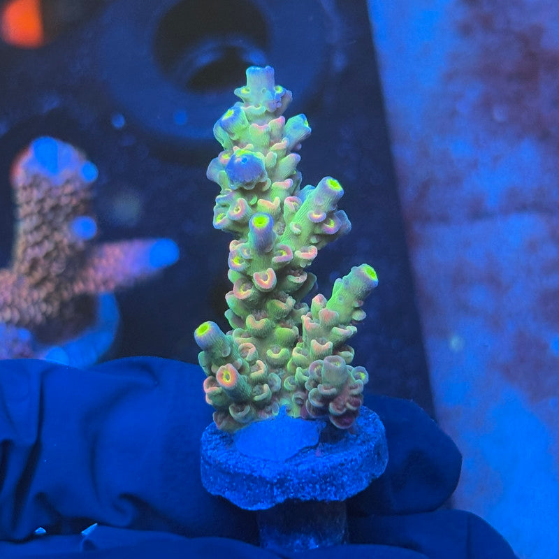 J1-H06-M08 || KFC Galaxy Dust SPS Frag WYSIWYG