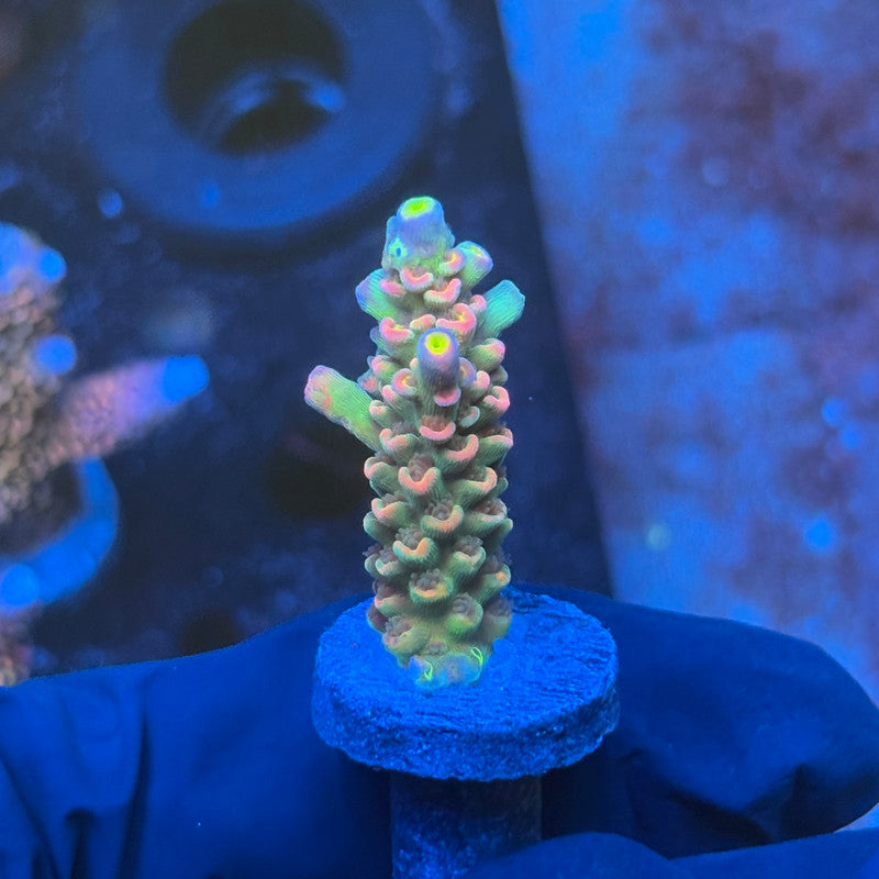 J1-H07-M08 || KFC Galaxy Dust SPS Frag WYSIWYG