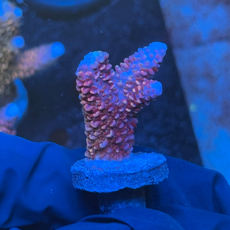 J1-I04-M08 || KFC Crimson Ember SPS Frag WYSIWYG