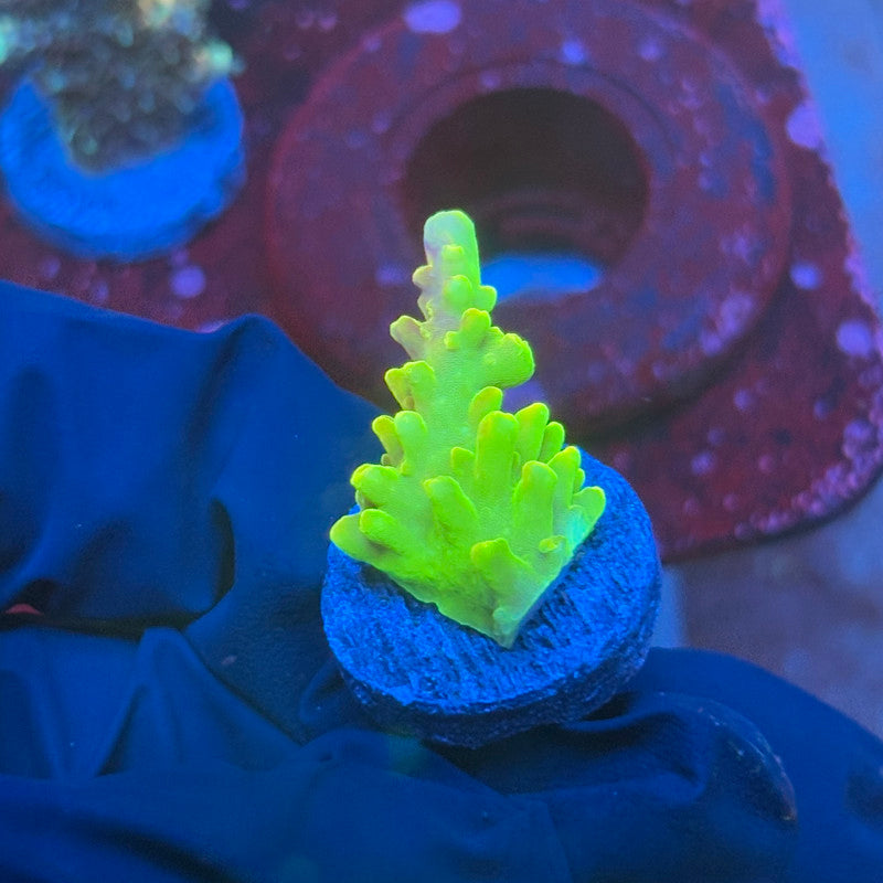 T1-C01-M08 || KFC Rainbow Loom SPS Frag WYSIWYG