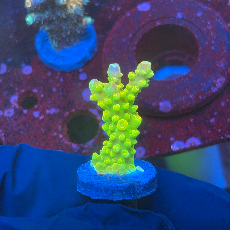 T1-C03-M08 || KFC Rainbow Loom SPS Frag WYSIWYG