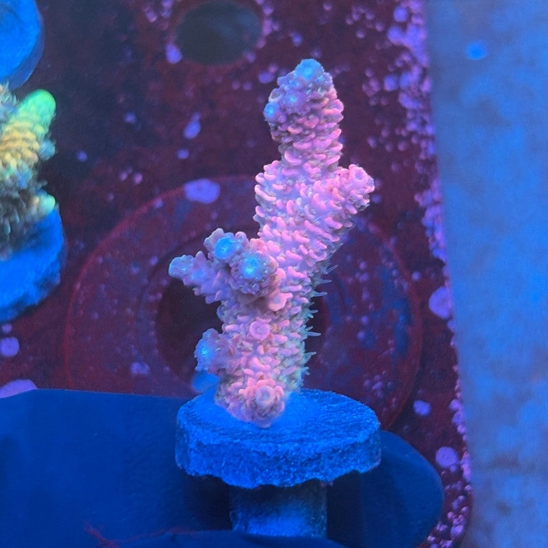 T1-E02-M08 || KFC Royal Pastel Milli SPS Frag WYSIWYG