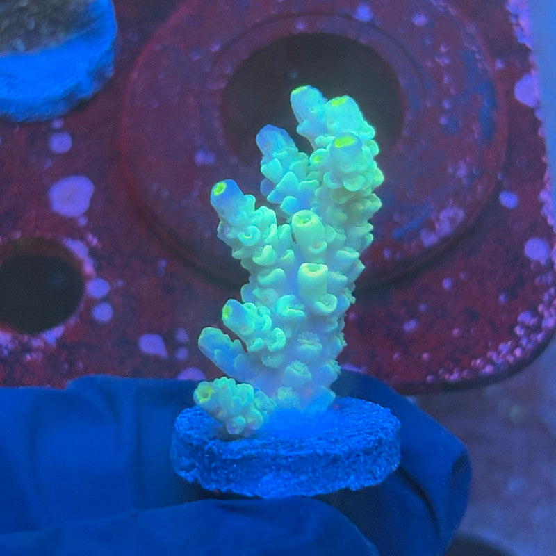 T1-G02-M08 || KFC Bayou Breeze SPS Frag WYSIWYG