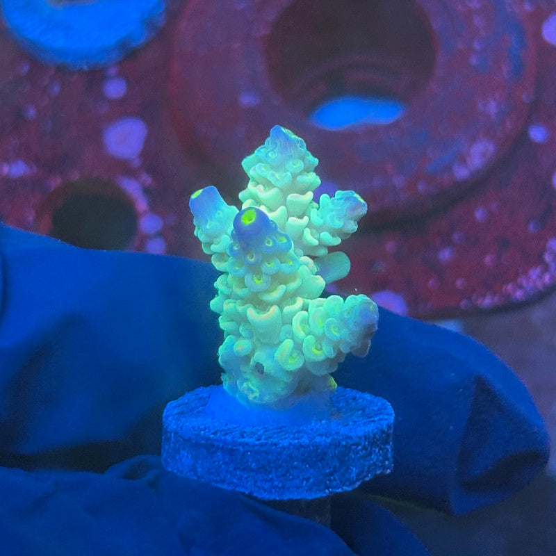 T1-G04-M08 || KFC Bayou Breeze SPS Frag WYSIWYG