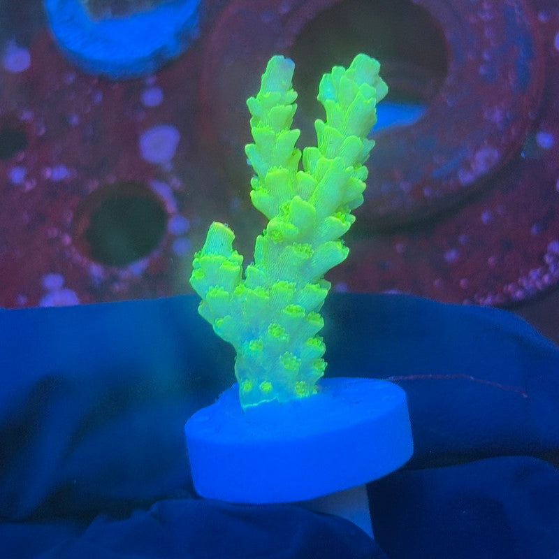 T1-H06-M08 || KFC Glow Stick SPS Frag WYSIWYG