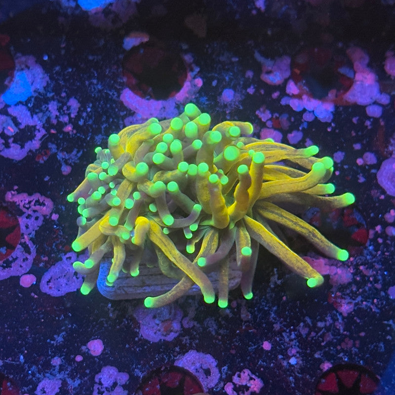 X1-16-M08 || 2 Head Tiger Torch WYSIWYG