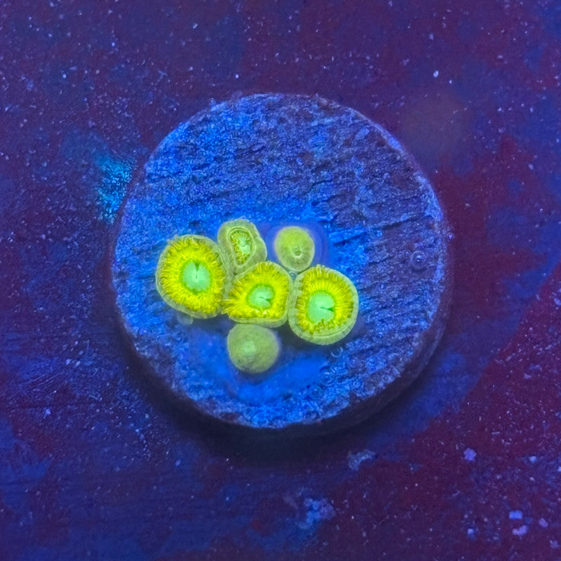 Z3-B03-M08 || Pikachu Zoa WYSIWYG