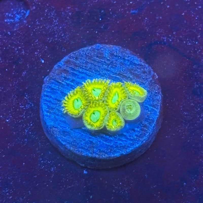 Z3-B07-M08 || Pikachu Zoa WYSIWYG