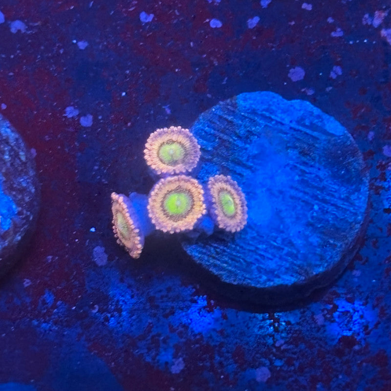 Z3-E04-M08 || Laffy Taffy Zoa WYSIWYG
