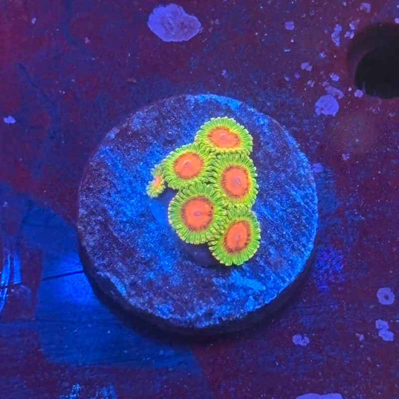 Z3-F02-M08 || Awesome Blossom Zoa WYSIWYG