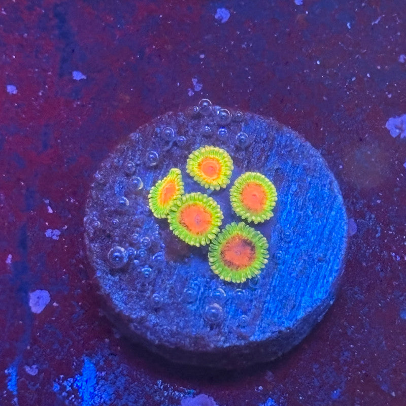 Z3-F03-M08 || Awesome Blossom Zoa WYSIWYG