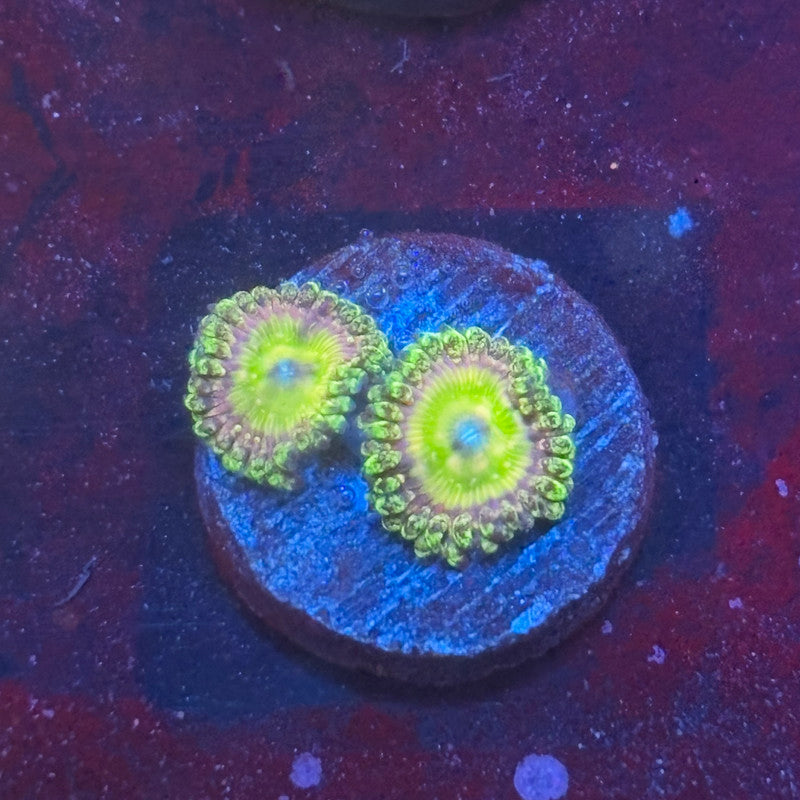Z3-H06-M08 || KFC Kona Halo Zoa WYSIWYG