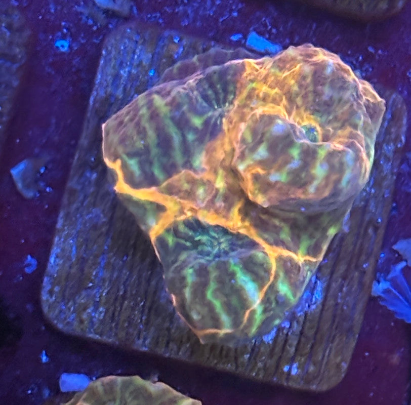 F4-D06-M08 || KFC Molten Moss Chalice WYSIWYG