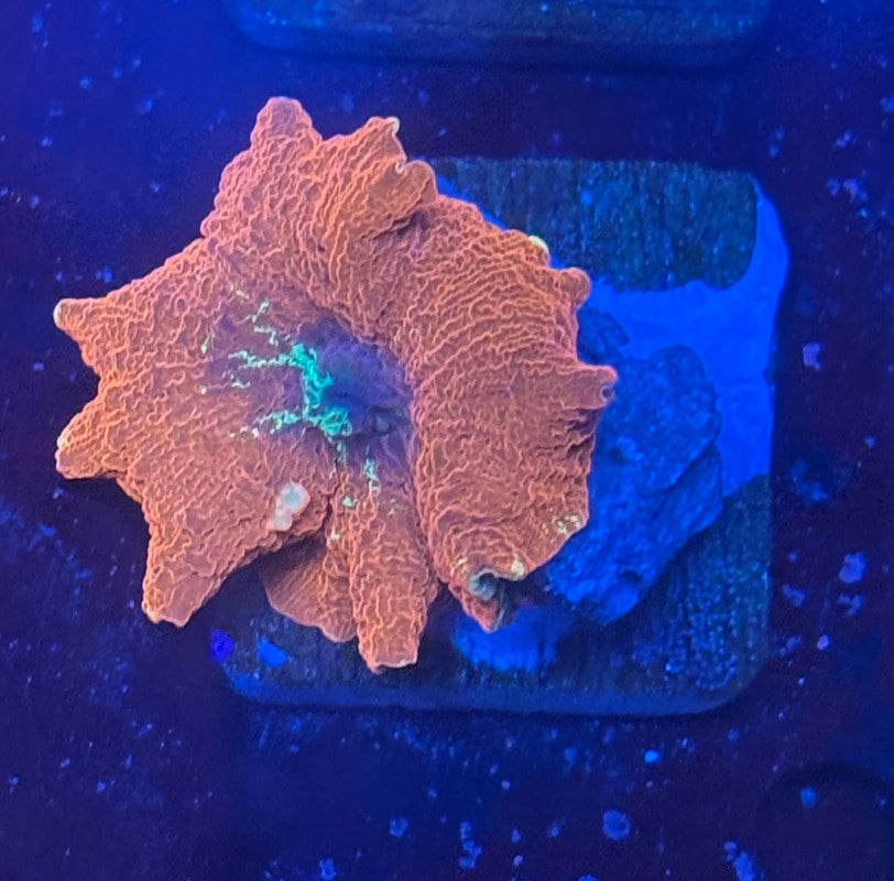 O4-A01-M08 Insane Red Jawbreaker Mushroom WYSIWYG