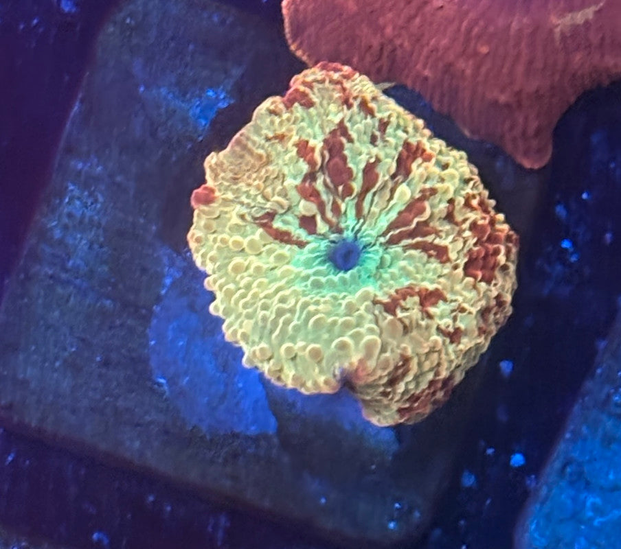 O4-C04-M08 Jawbreaker Mushroom WYSIWYG