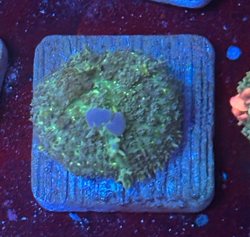 O4-E06-M08 Blue Bubble Bounce Mushroom WYSIWYG