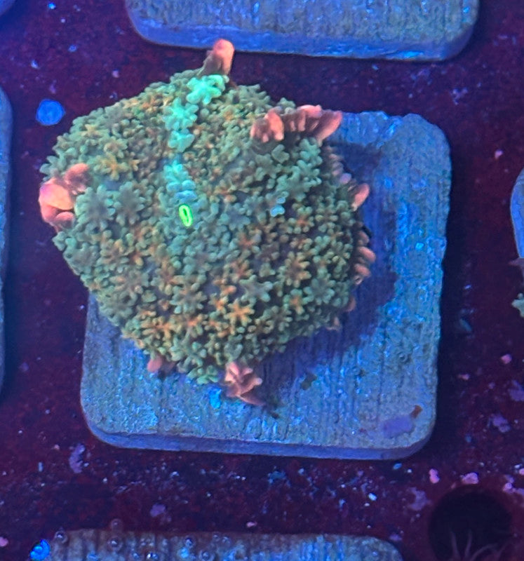 O4-F06-M08 Rainbow Wild Frankenstein Mushroom WYSIWYG