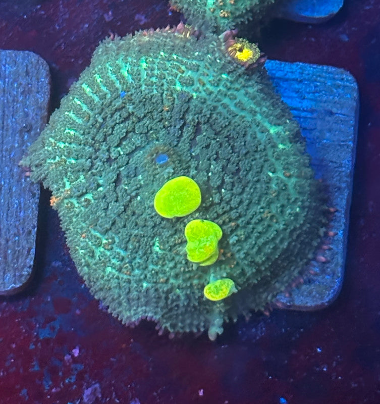 O4-G01-M08 Wild OG Bounce Mushroom WYSIWYG