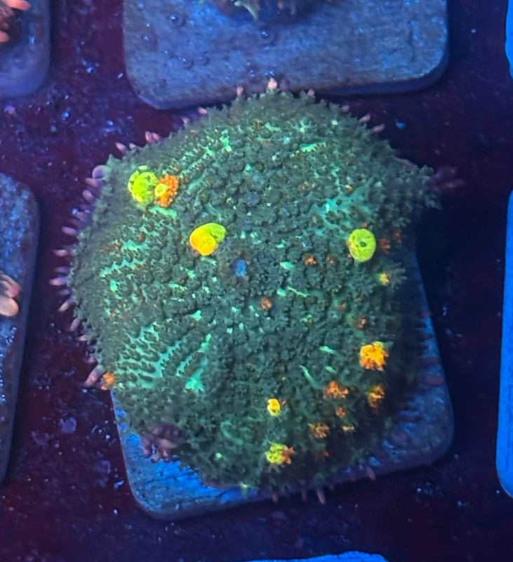 O4-G04-M08 Wild OG Bounce Mushroom WYSIWYG