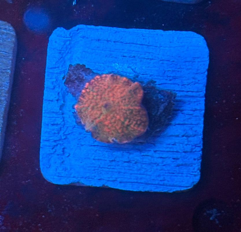 O4-H01-M08 Solomon Mushroom WYSIWYG