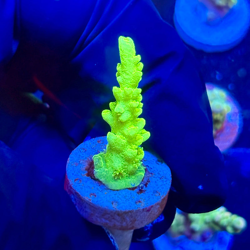 P1-A04-M09 || KFC Jade Dragon SPS Frag WYSIWYG