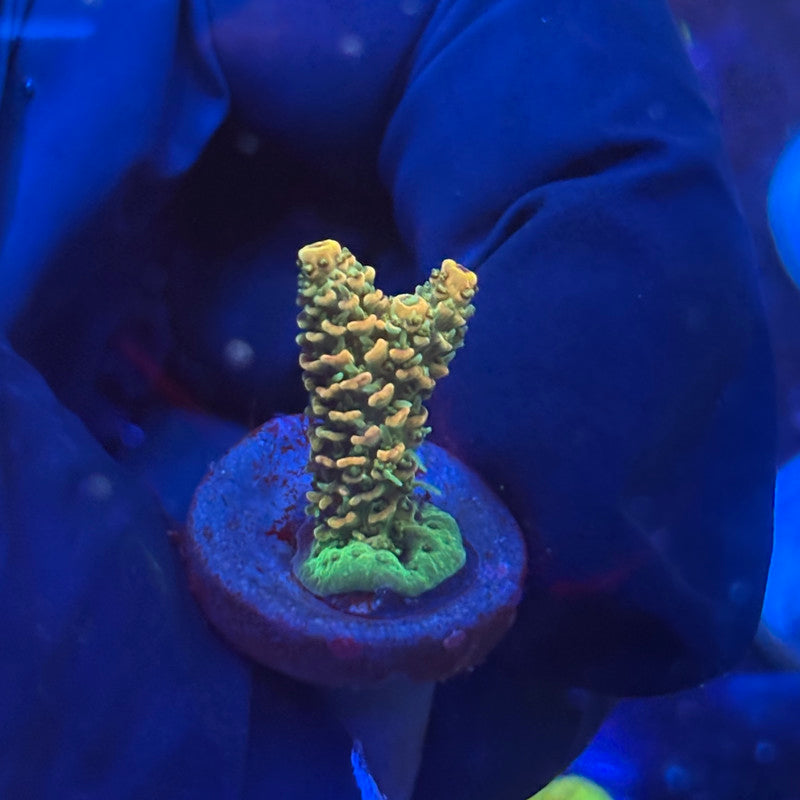 P1-C02-M09 || KFC Neon Sunrise SPS Frag WYSIWYG