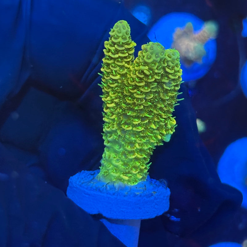 P1-D01-M09 || KFC Neon Sunrise SPS Frag WYSIWYG