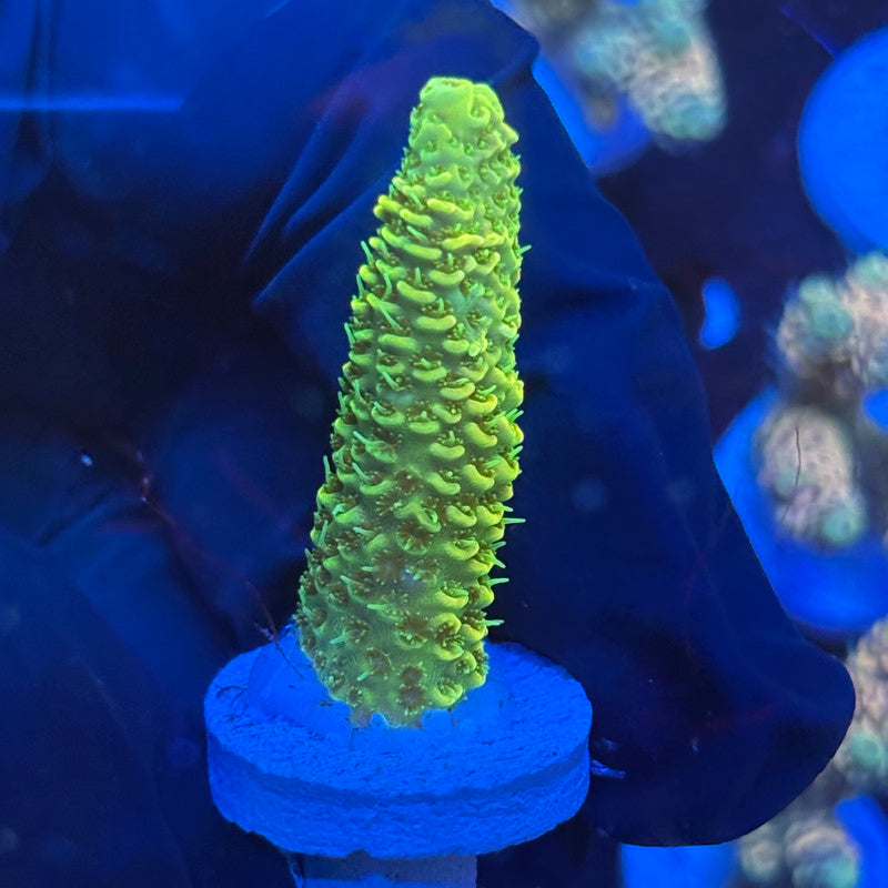 P1-D02-M09 || KFC Neon Sunrise SPS Frag WYSIWYG
