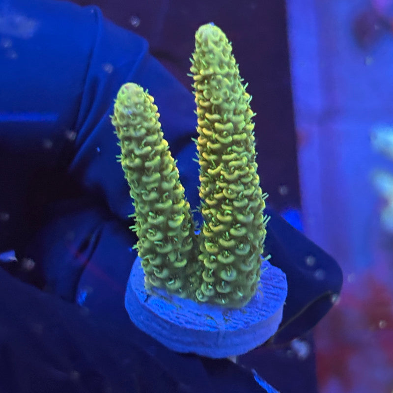P1-E05-M09 || KFC Neon Sunrise SPS Frag WYSIWYG