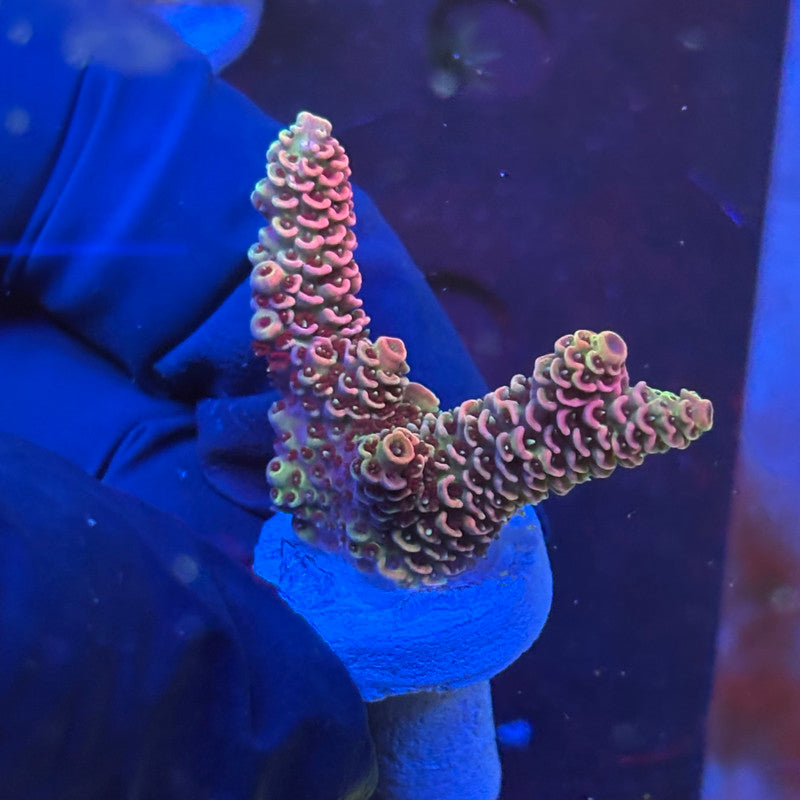 P1-H02-M09 || KFC Royal Pastel SPS Frag WYSIWYG