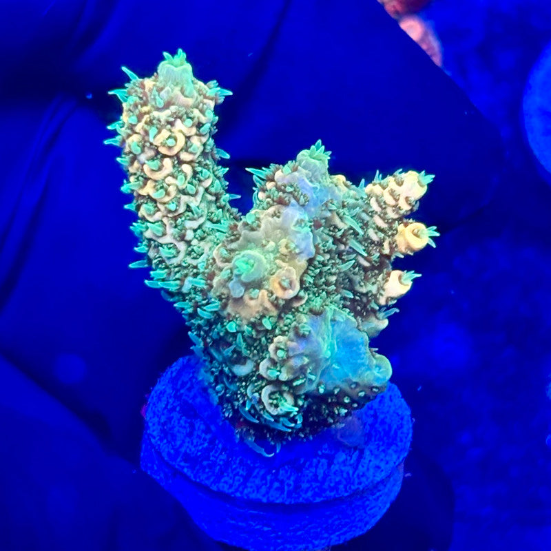 U4-B03-M10 || KFC Solomon Island Millepora SPS Frag WYSIWYG