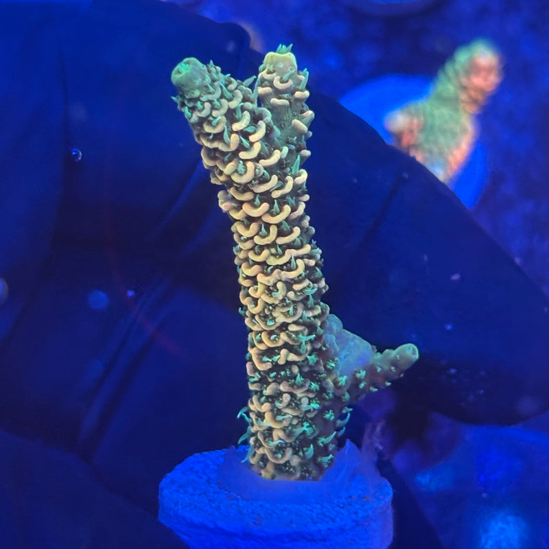 U4-C01-M10 || KFC Solomon Island Millepora SPS Frag WYSIWYG