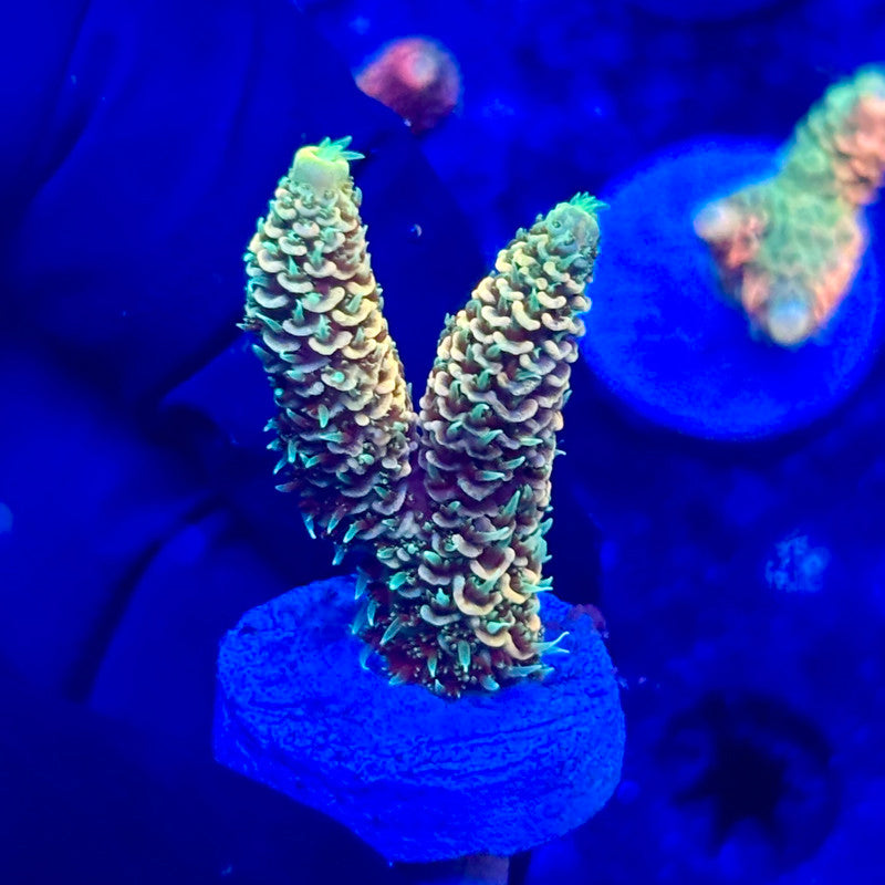 U4-C02-M10 || KFC Solomon Island Millepora SPS Frag WYSIWYG