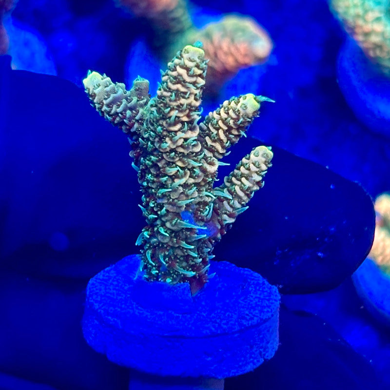 U4-D01-M10 || KFC Solomon Island Millepora SPS Frag WYSIWYG