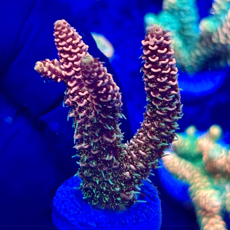 U4-E03-M10 || KFC Solomon Island Millepora SPS Frag WYSIWYG