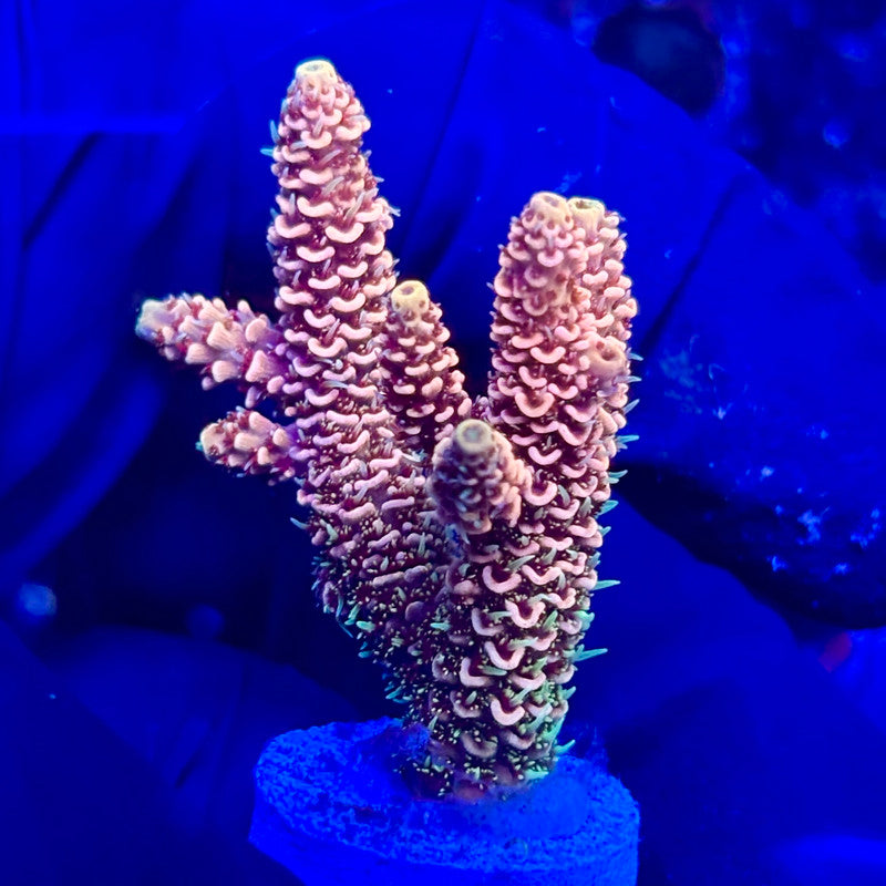 U4-F04-M10 || KFC Solomon Island Millepora SPS Frag WYSIWYG