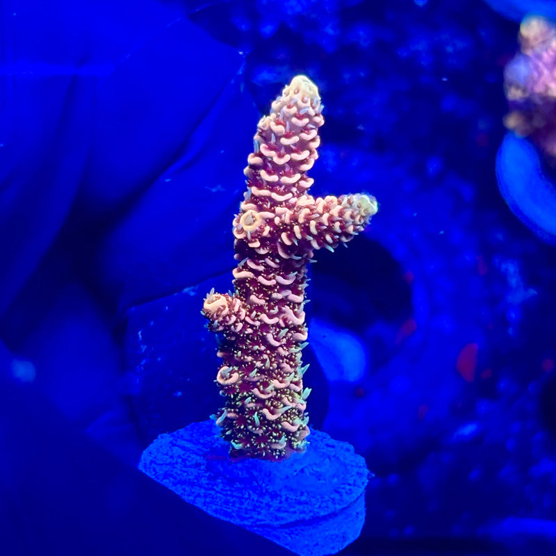 U4-G03-M10 || KFC Solomon Island Millepora SPS Frag WYSIWYG