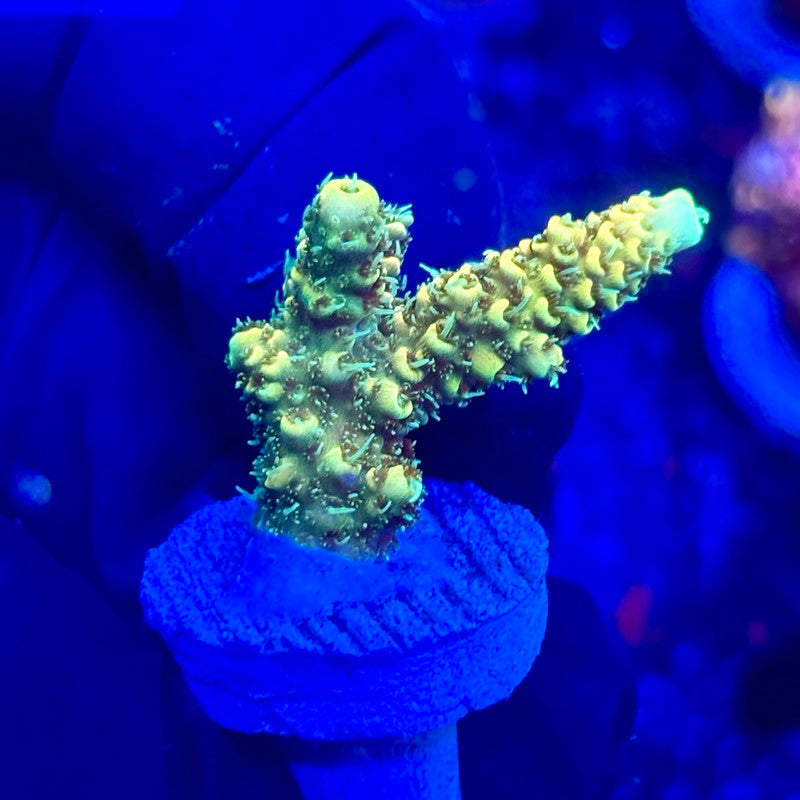 U4-I01-M10 || KFC Solomon Island Millepora SPS Frag WYSIWYG
