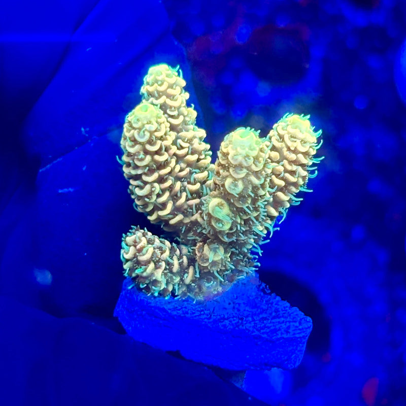 U4-I02-M10 || KFC Solomon Island Millepora SPS Frag WYSIWYG