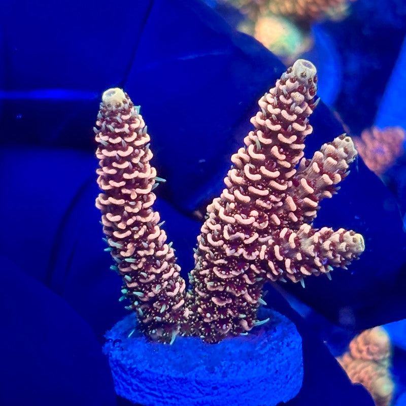 H4-D04-M10 || KFC Solomon Island Millepora SPS Frag WYSIWYG