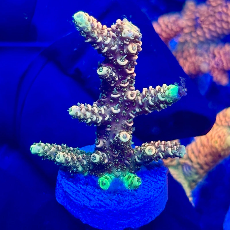 H4-D07-M10 || KFC Solomon Island Millepora SPS Frag WYSIWYG