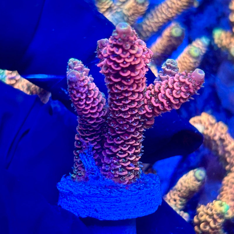 H4-E05-M10 || KFC Solomon Island Millepora SPS Frag WYSIWYG